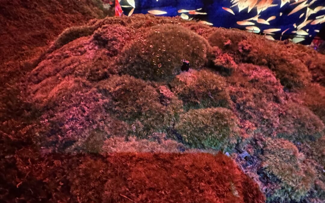 外国の慈善団体は日本の所得税の寄付金控除の対象に含まれない