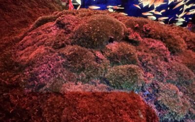 外国の慈善団体は日本の所得税の寄付金控除の対象に含まれない